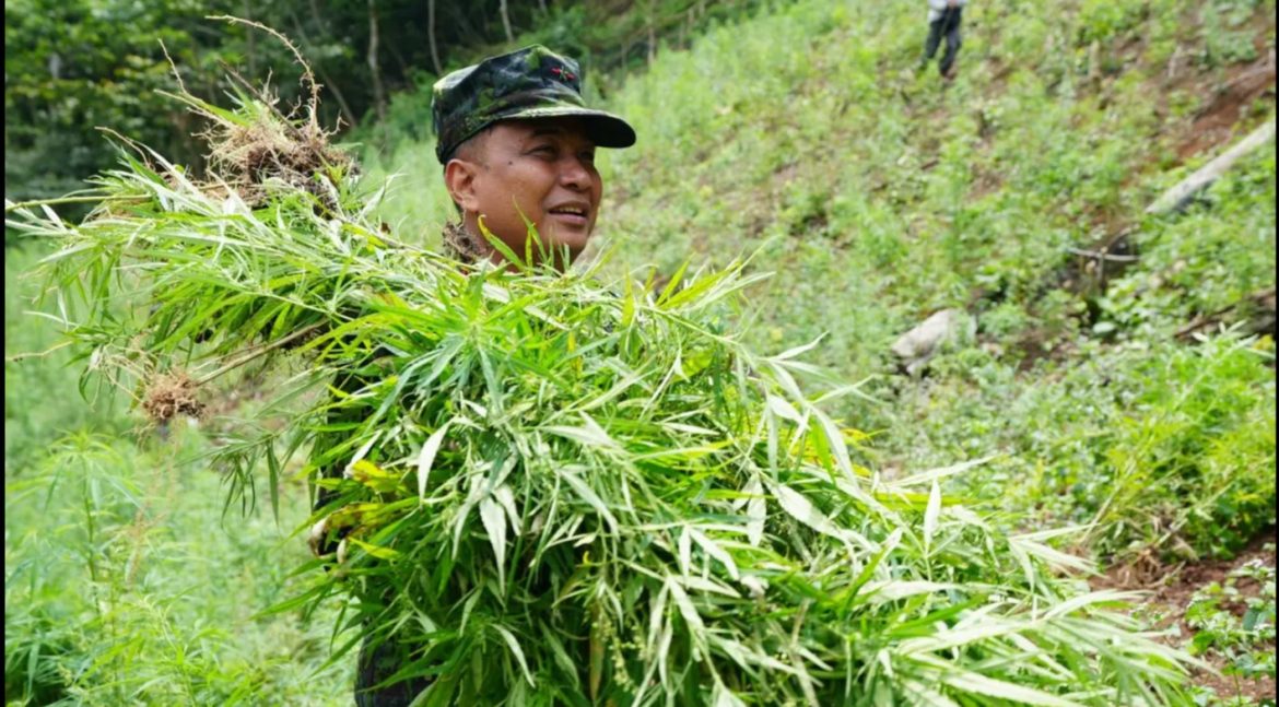 BNN Musnahkan Ladang Ganja Seluas 4 Hektare di Aceh
